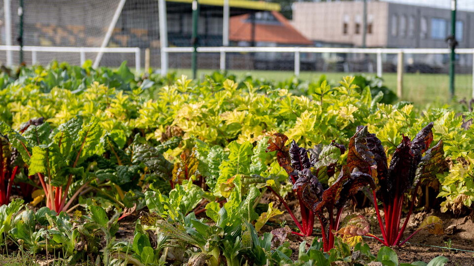 Vegetable garden