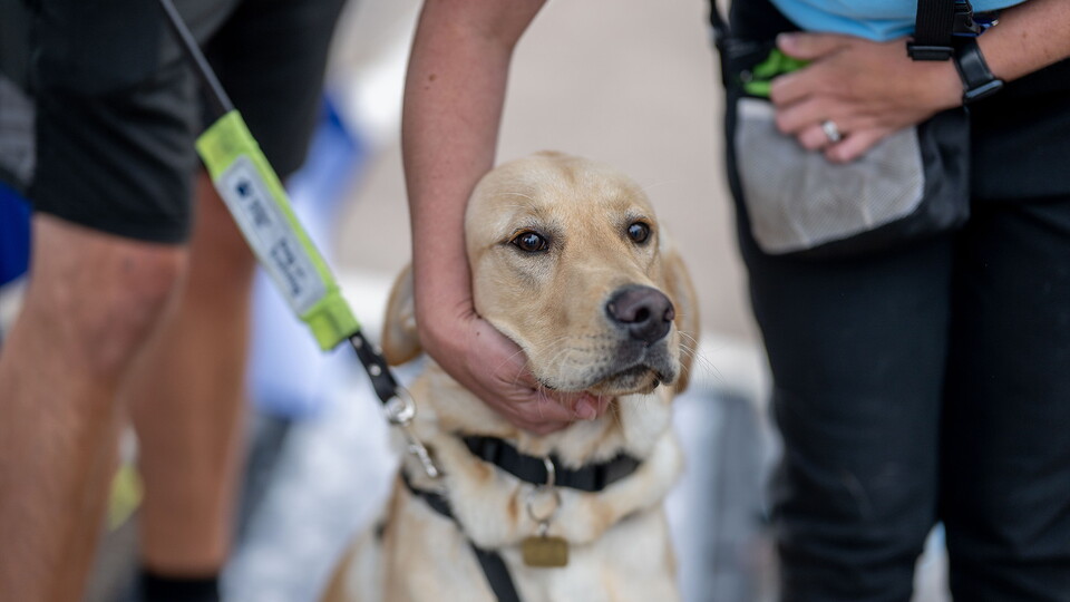guide dog